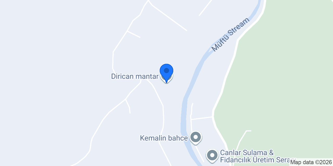Dirican mantar konumu