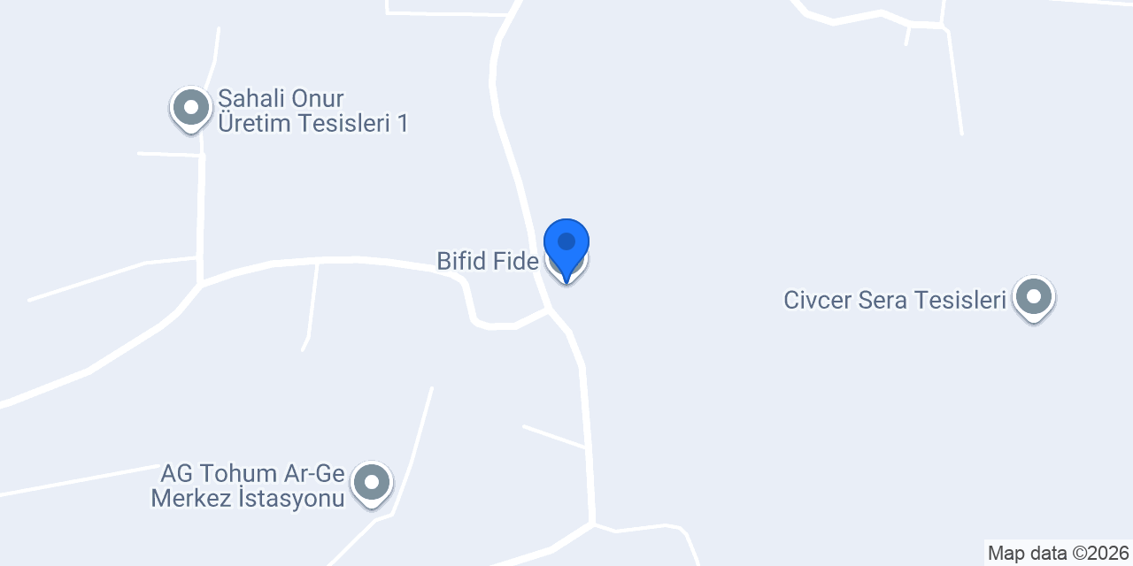 Bifid Fide konumu