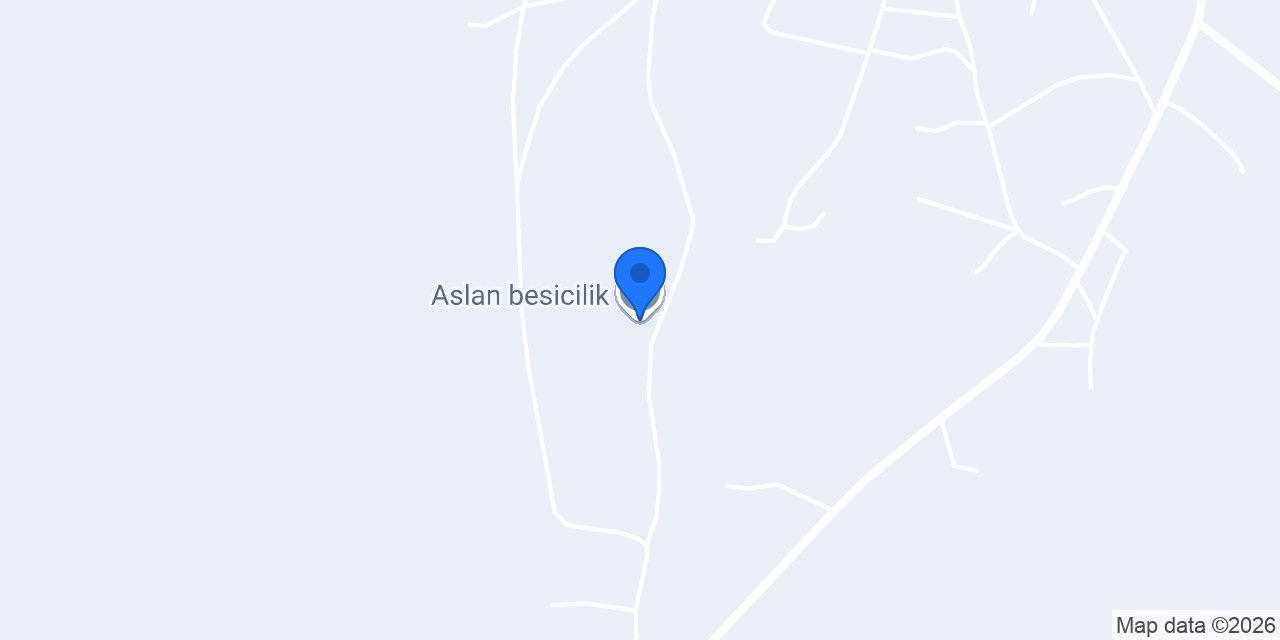 Aslan besicilik konumu