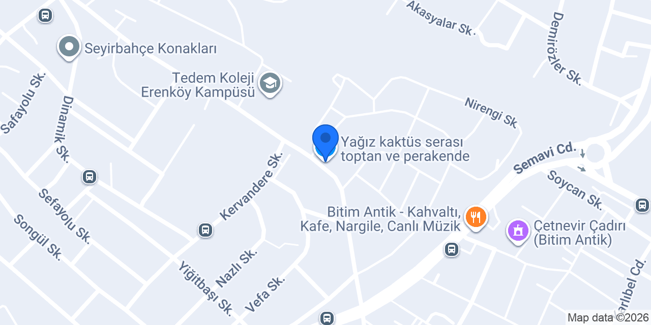 Yağız kaktüs serası toptan ve perakende konumu
