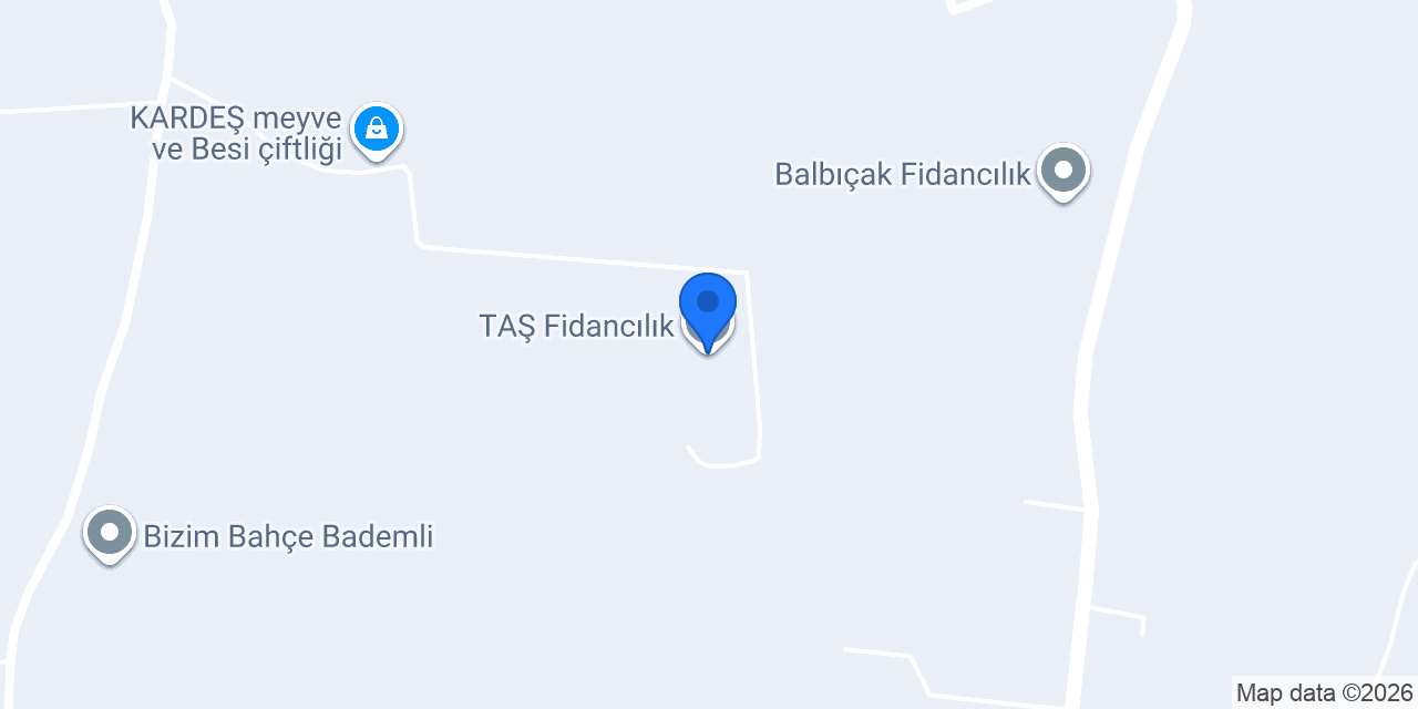 TAŞ Fidancılık konumu