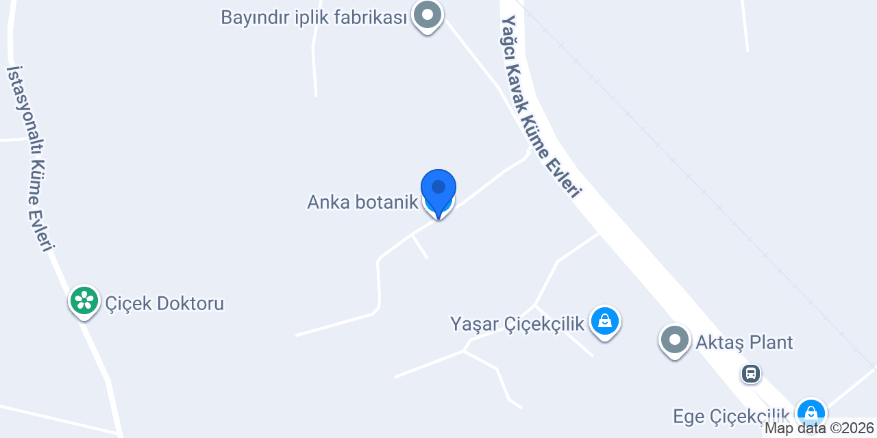 Anka botanik konumu
