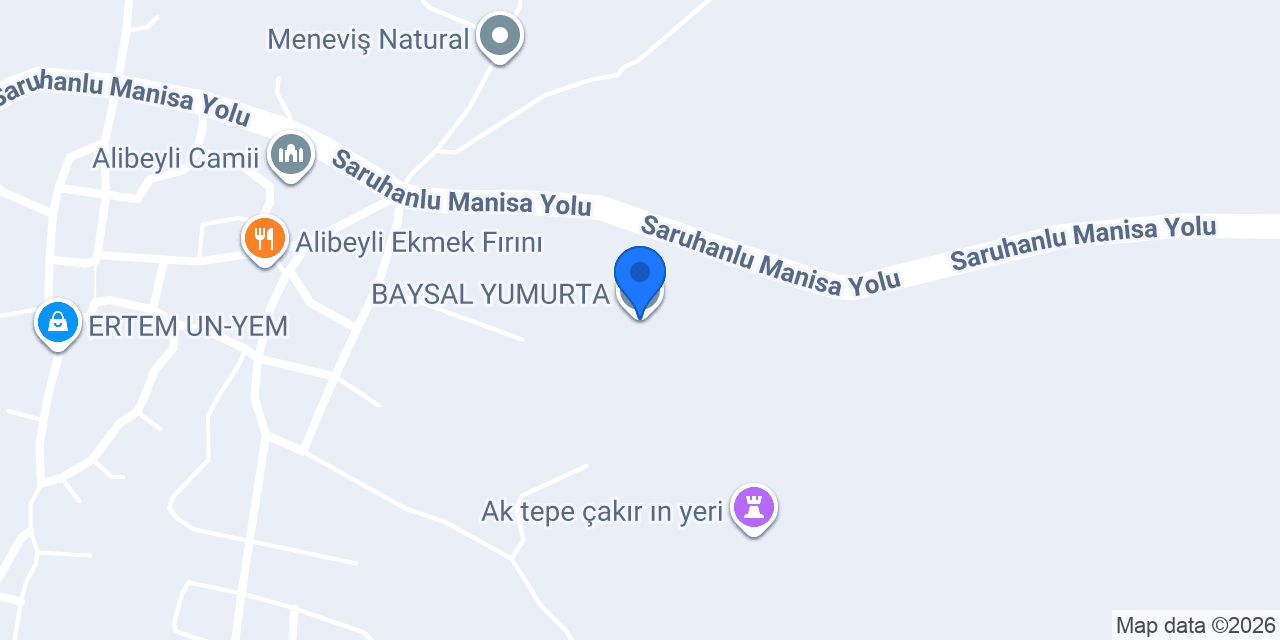 BAYSAL YUMURTA konumu