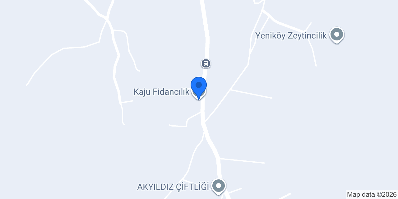 Kaju Fidancılık konumu