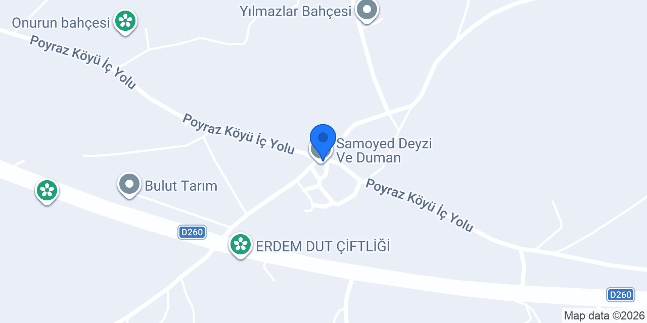 Samoyed Deyzi Ve Duman konumu