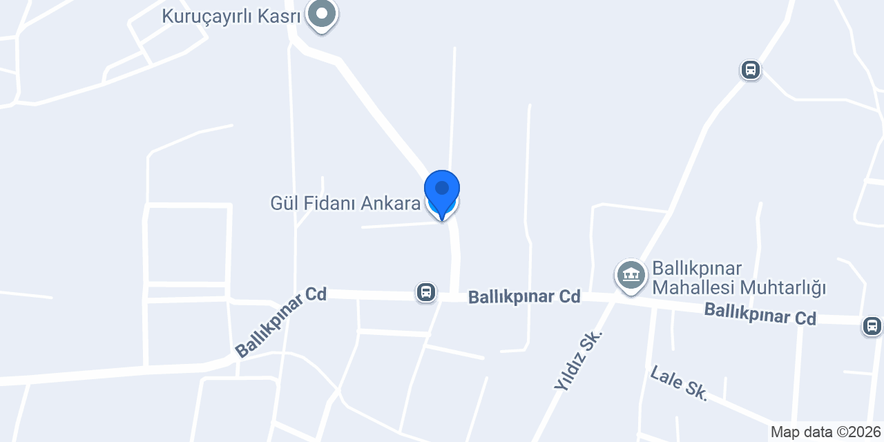Gül Fidanı Ankara konumu