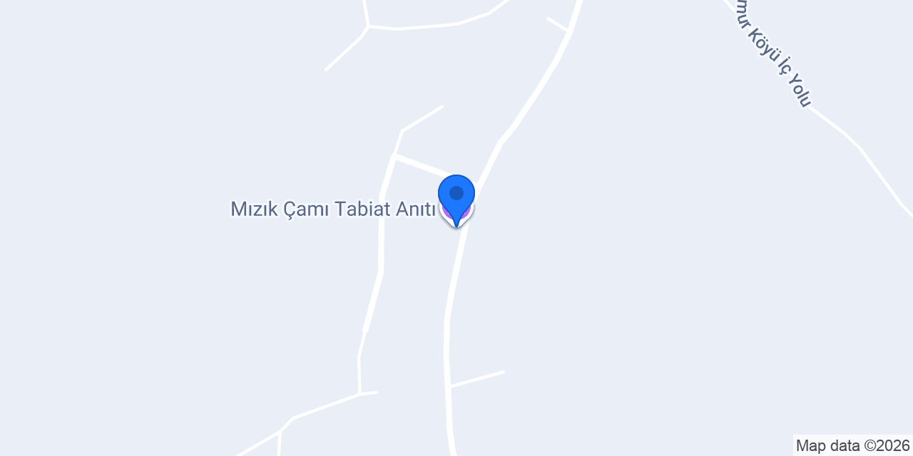 Mızık Çamı Tabiat Anıtı konumu