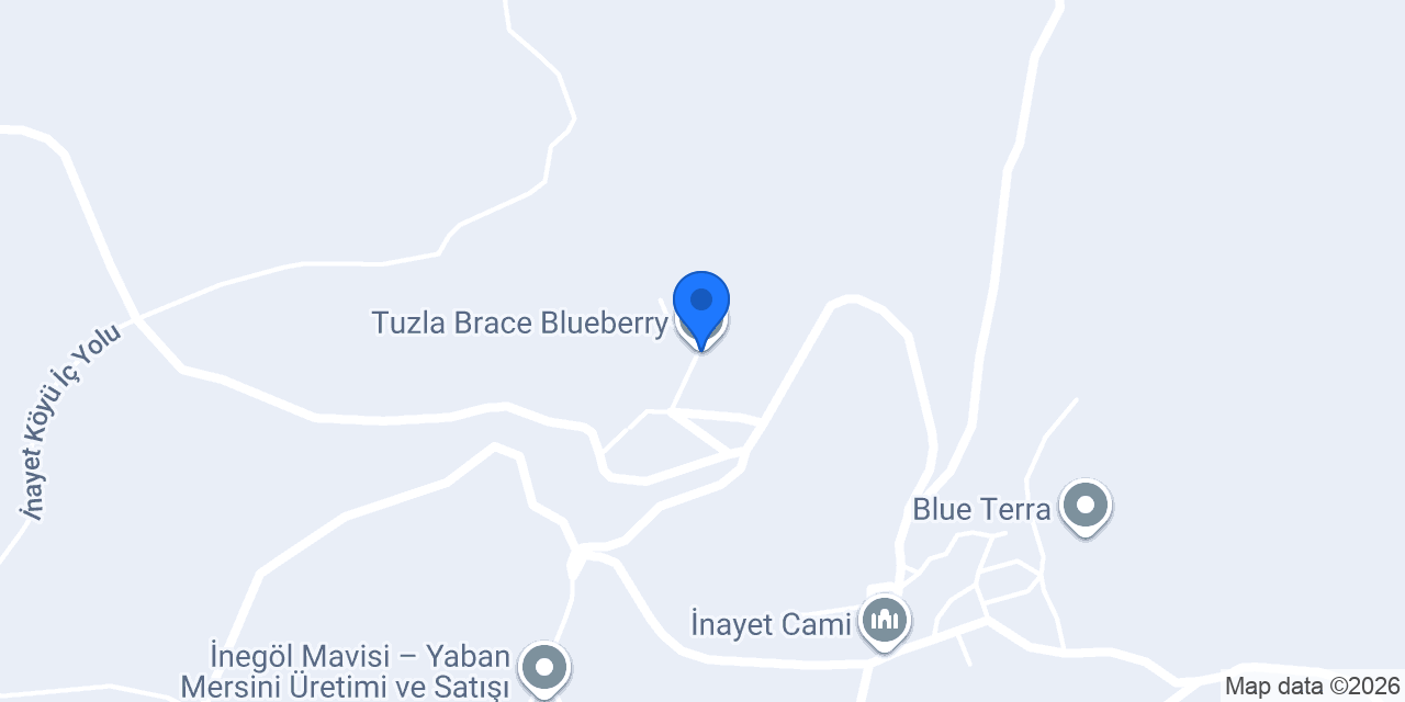 Tuzla Brace Blueberry konumu