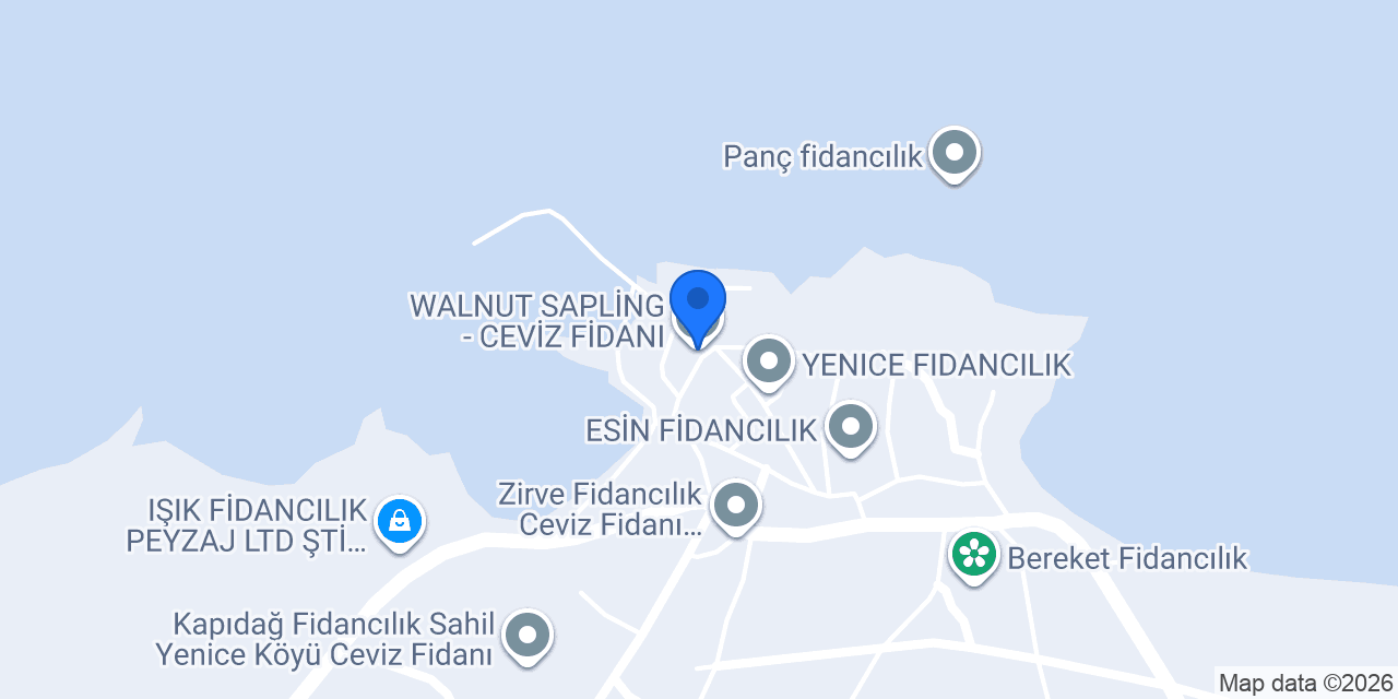 WALNUT SAPLİNG - CEVİZ FİDANI konumu