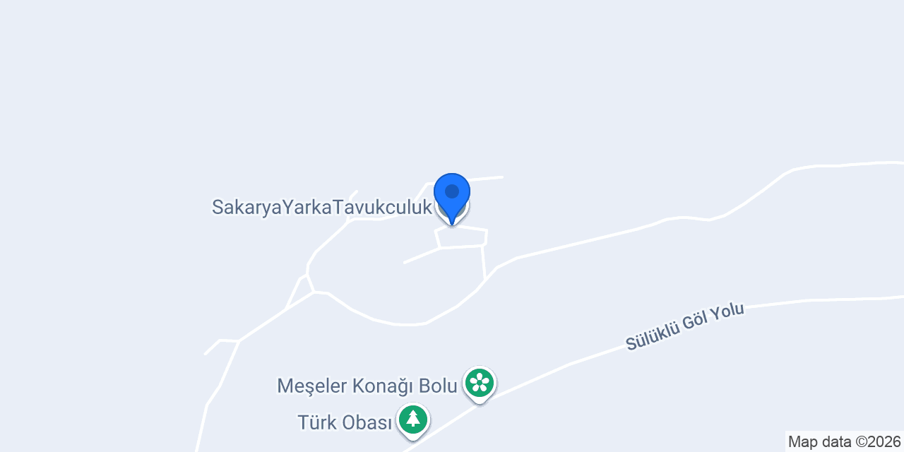 Yumurta tavugu konumu