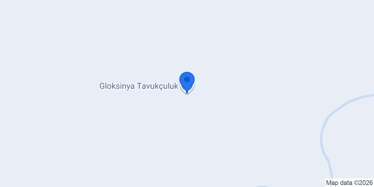 Gloksinya Tavukçuluk konumu