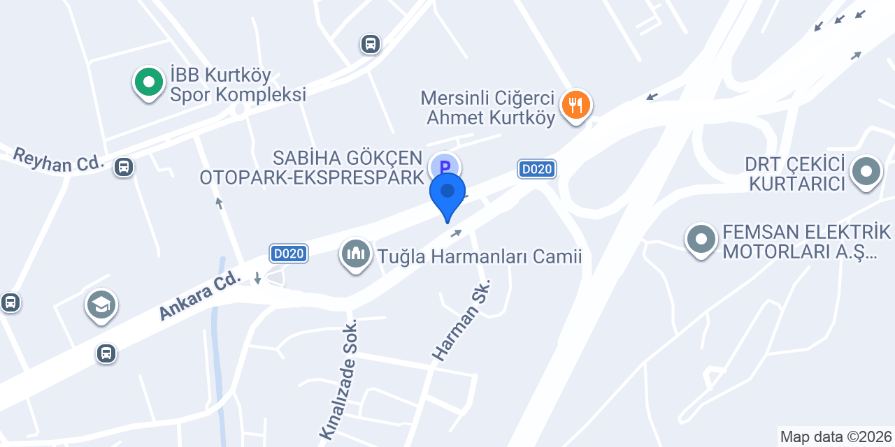 Erkek Berberi konumu
