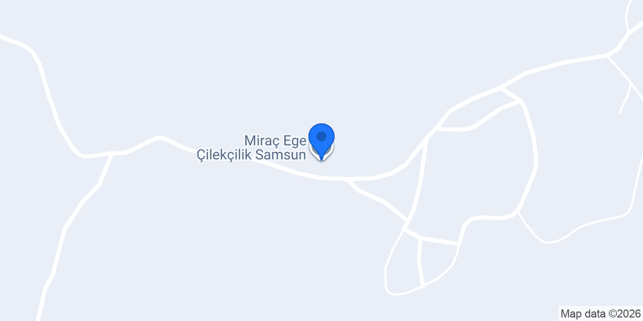 Miraç Ege Çilekçilik Samsun konumu