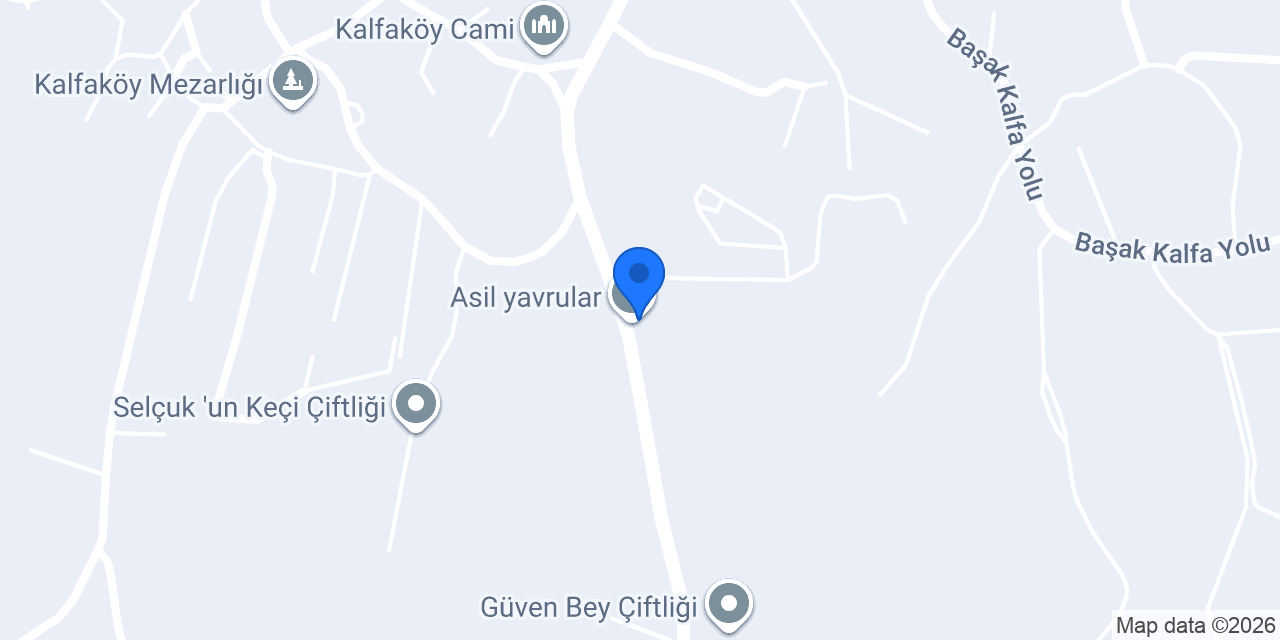Asil yavrular konumu