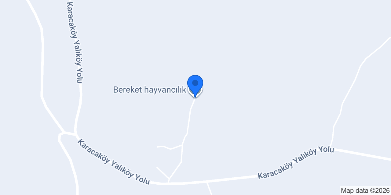 Bereket hayvancılık konumu